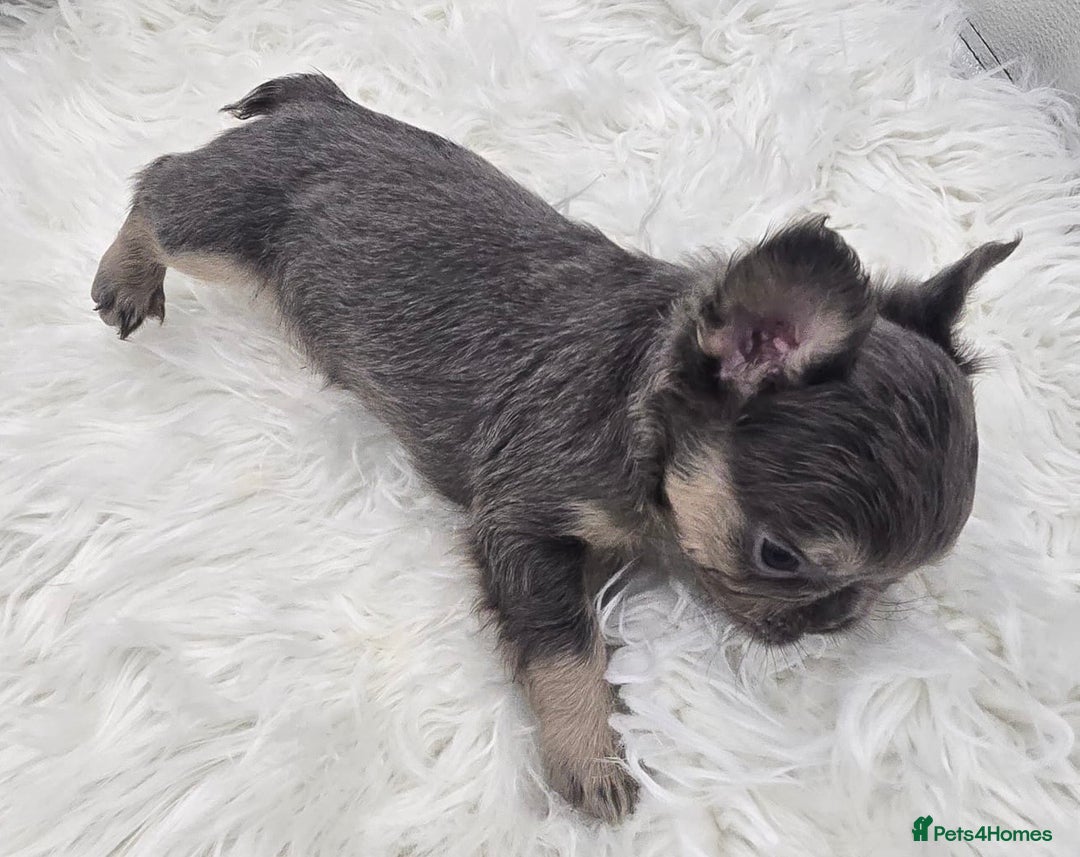French Bulldog dogs for sale: French Bulldog Puppy 1 - Ready! Stunning fluffy French bulldog puppies  - Image 14