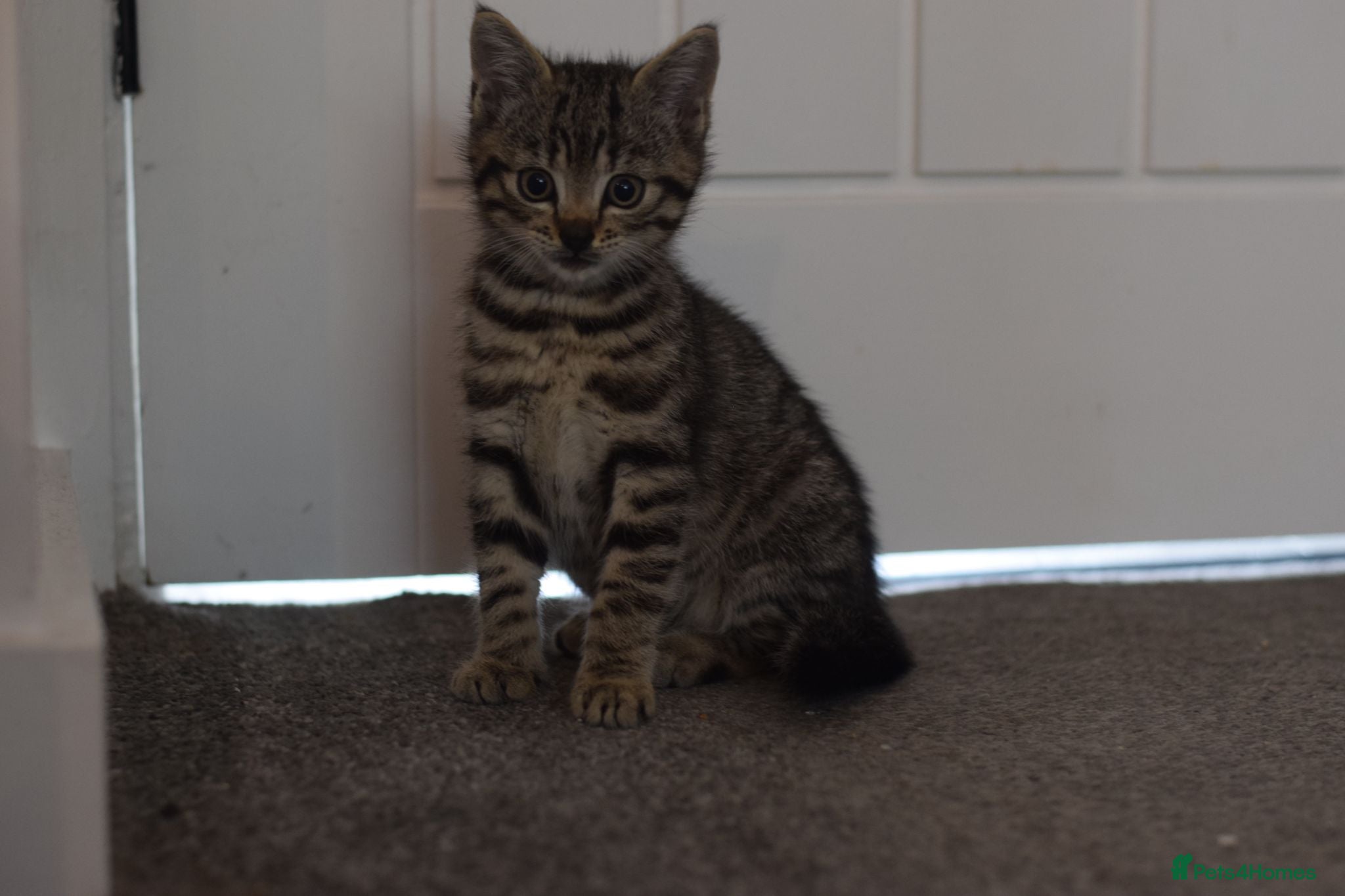 Mixed Breed cats 2 beautiful tabby girls for sale - Advert 1