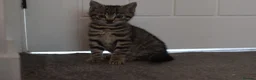 Mixed Breed cats for sale: 2 beautiful tabby girls for sale - Advert 1