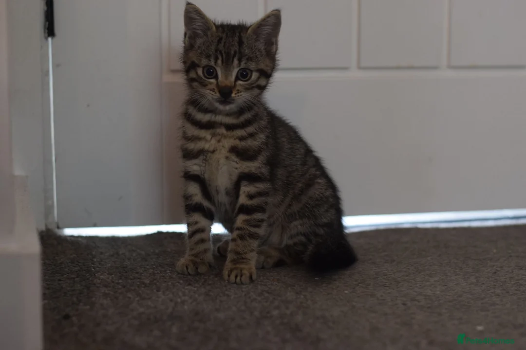 Mixed Breed cats for sale: 2 beautiful tabby girls for sale - Advert 1