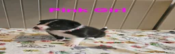 Border Collie dogs for sale: Border Collie Puppies – Looking for Forever Homes in Swindon - Advert 6