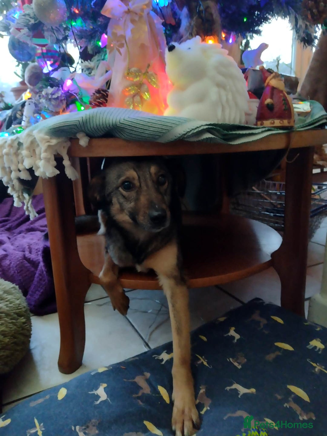 Mixed Breed dogs for adoption: Marvellous Margot for Adoption!  - Advert 2