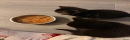 Mixed Breed cats for sale: Mixbreed beautiful kittens - Advert 3