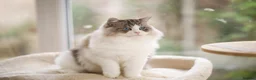 Ragdoll cats for sale: GCCF retired male looking for forever home - Advert 1