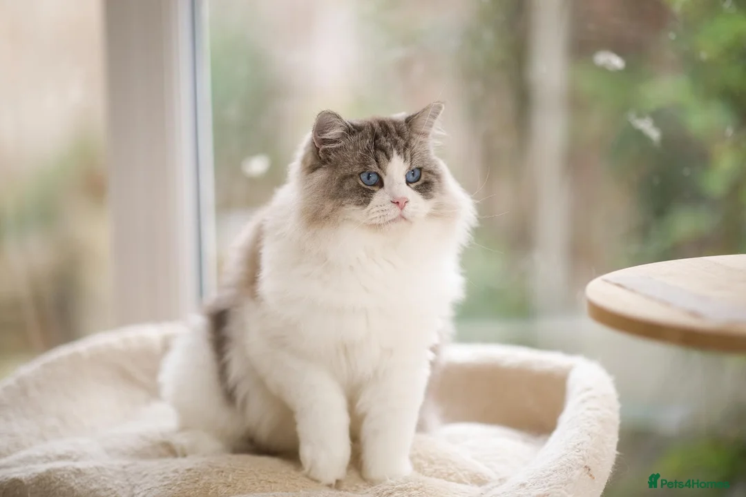 Ragdoll cats for sale: GCCF retired male looking for forever home - Advert 1