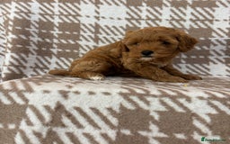 Cavapoo dogs for sale: Beautiful Fox 🦊 Red Cavapoos  - Image 10