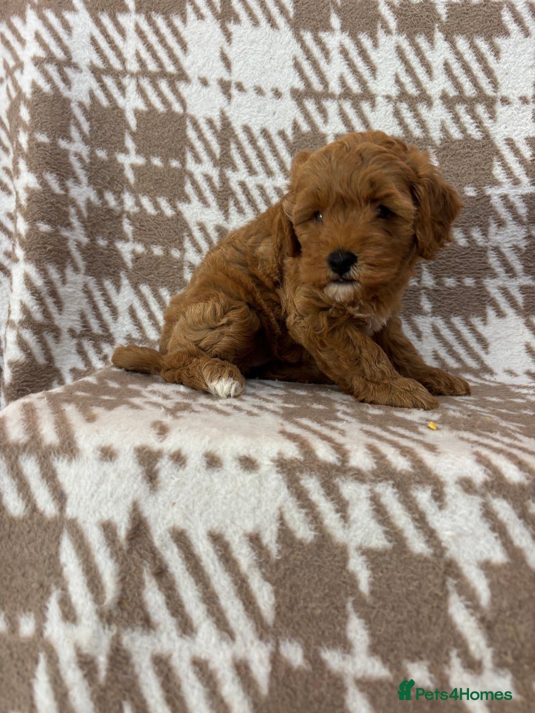 Cavapoo dogs for sale: Beautiful Fox 🦊 Red Cavapoos  - Image 10