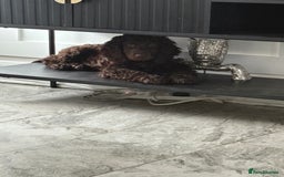 Irish Water Spaniel dogs for sale: Irish water spaniel pup - Image 5