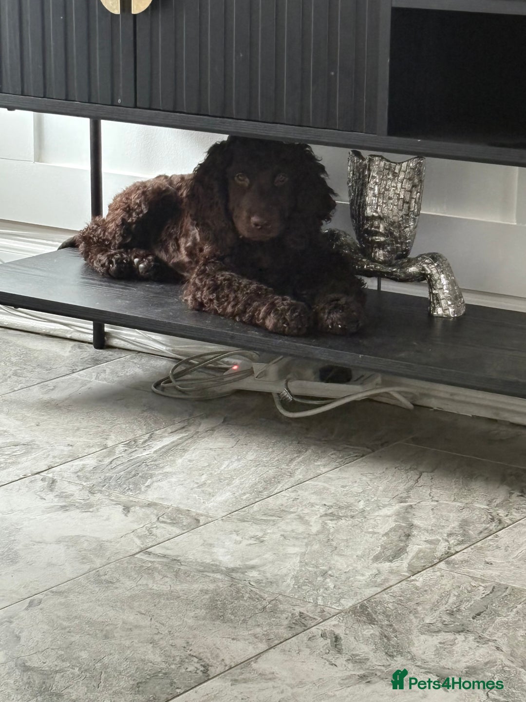 Irish Water Spaniel dogs for sale: Irish water spaniel pup - Image 5