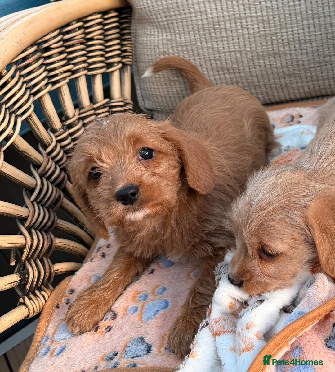 Cockapoo dogs for sale: Cockerpoo - Advert 2