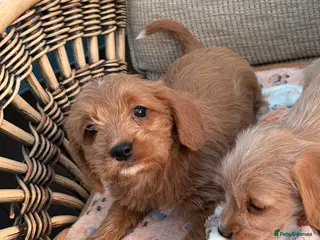 Cockapoo dogs Cockerpoo - Advert 1