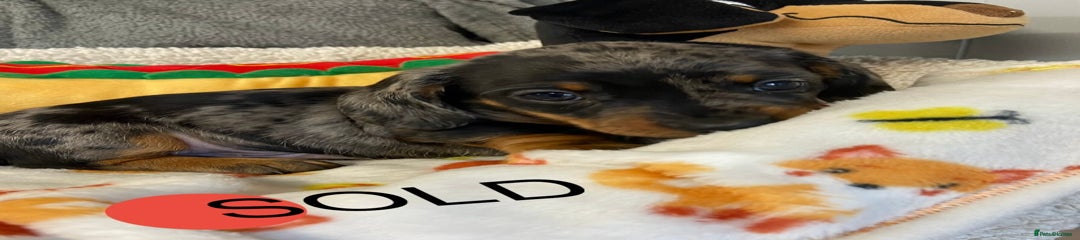 Silver Dapple & Tan Boy Red Collar