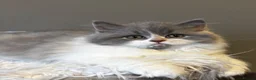 British Longhair cats for sale: **Only 2 Remaining! GCCF British LH/SH Kittens ** - Advert 35