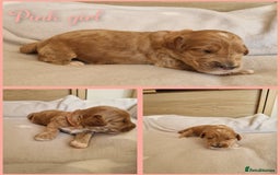 Mixed Breed dogs for sale: Stunning Australian labradoodles - Image 2