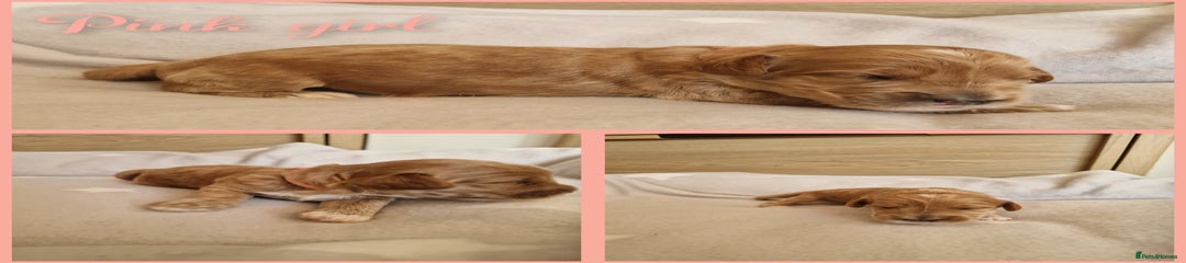 Australian labradoodle pink girl