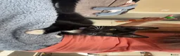 Mixed Breed cats for sale: Female kitten  in Preston - Advert 7