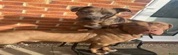 Mixed Breed dogs for sale: Rehoming - Advert 6