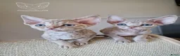Devon Rex cats for sale: 🐾 Unusually Coloured Devon Rex Kittens 🐾 - Advert 2