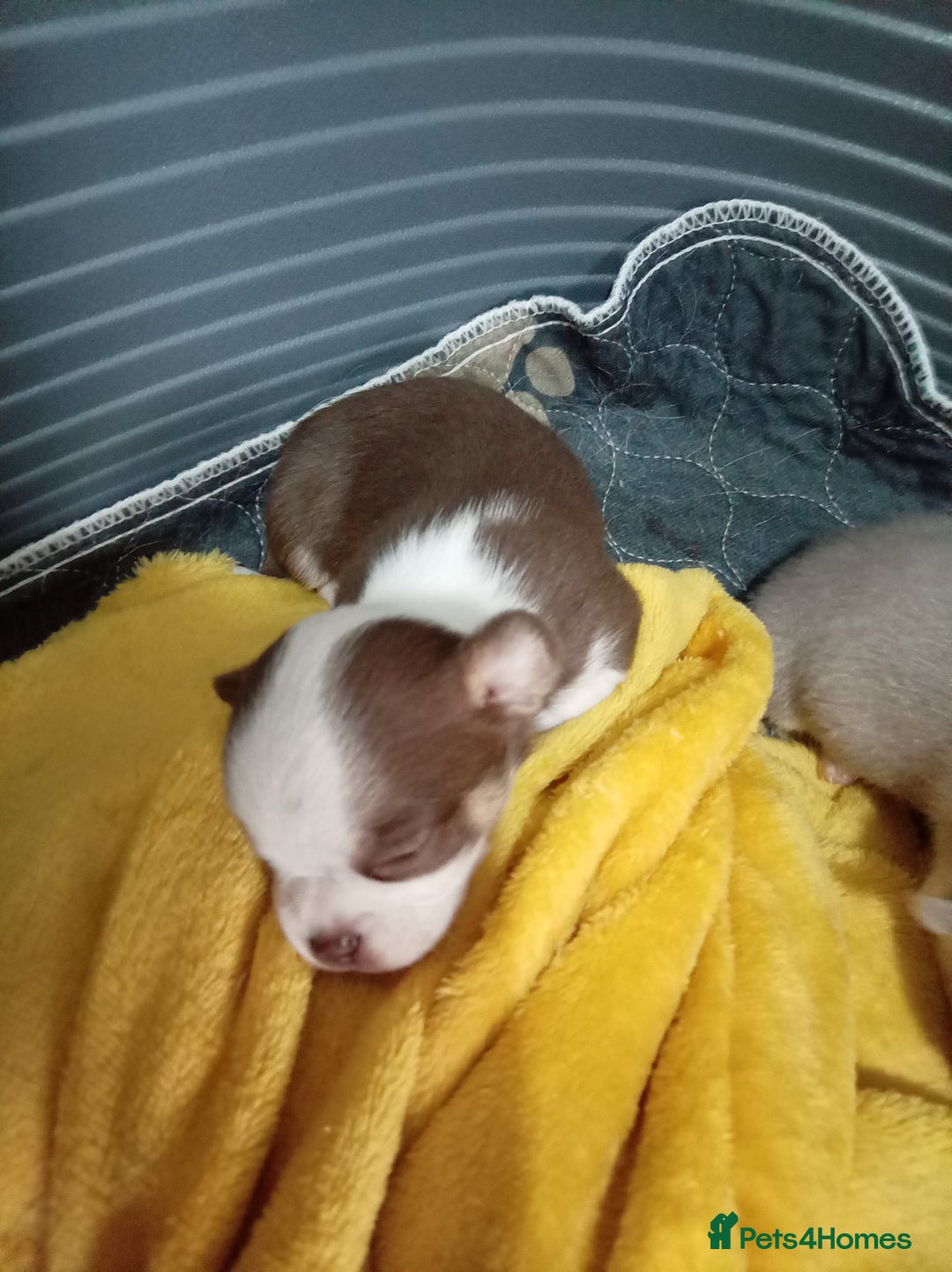 Chihuahua dogs for sale: Chihuahua puppies - Advert 14