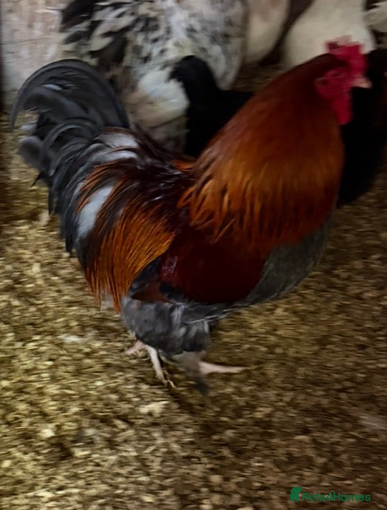 Chickens poultry Copper maran cockerel & Brahma cross  - Advert 2
