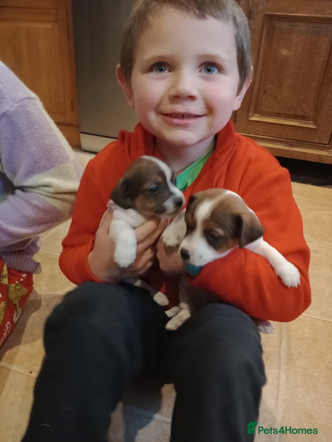 Jack Russell dogs for sale: Jack russell puppies - Advert 2