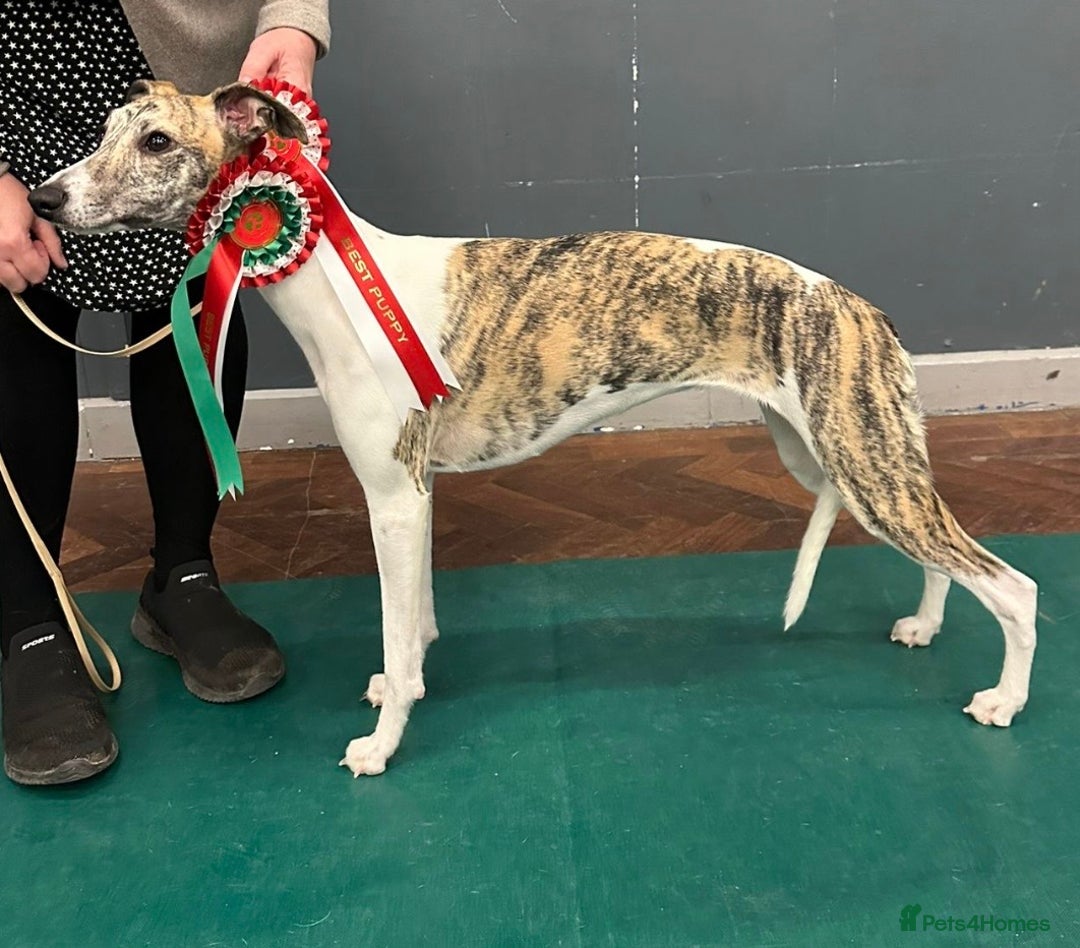 Whippet dogs for sale: KC Registered Whippet Puppies - Advert 4