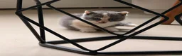 British Shorthair cats for sale:  Beautiful British Shorthair Kittens ✨🐾 - Advert 8
