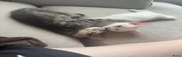 Mixed Breed cats for sale: 2x Kittens NOT SIBLINGS HAVE TO GO TOGETHER - Advert 5