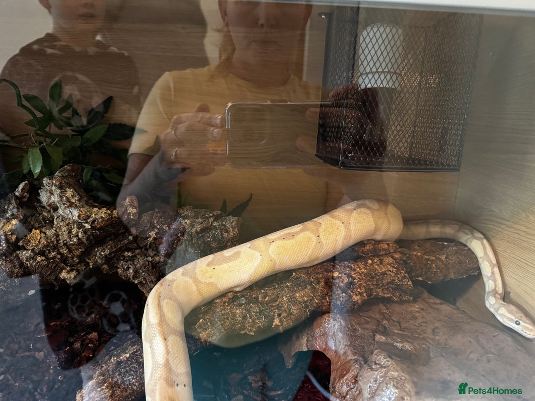 Boa Snake reptiles for sale: Boa, royal and a California king snake for sale  - Image 15