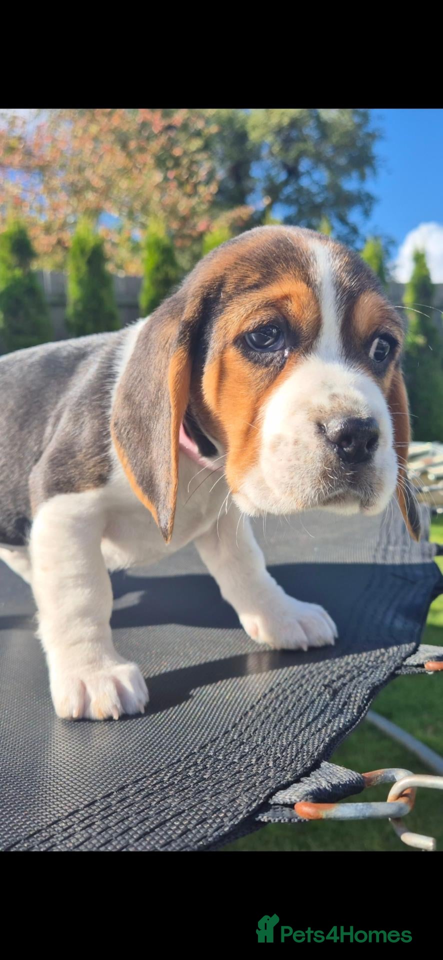 Beagle dogs Beautiful Beagle puppies  - Advert 2