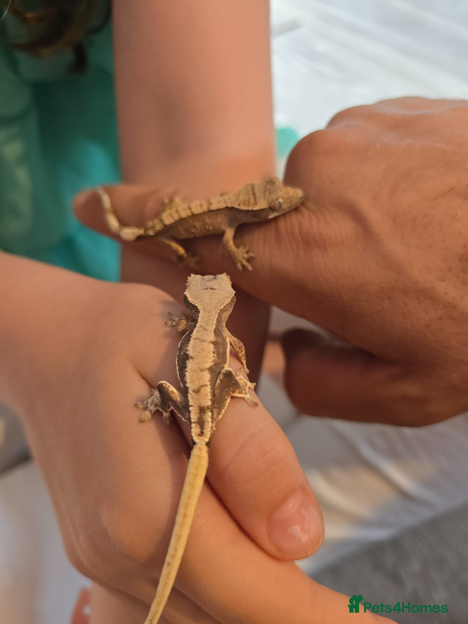 Gecko reptiles Baby crested geckos - Advert 1