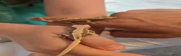 Gecko reptiles for sale: Baby crested geckos - Advert 1