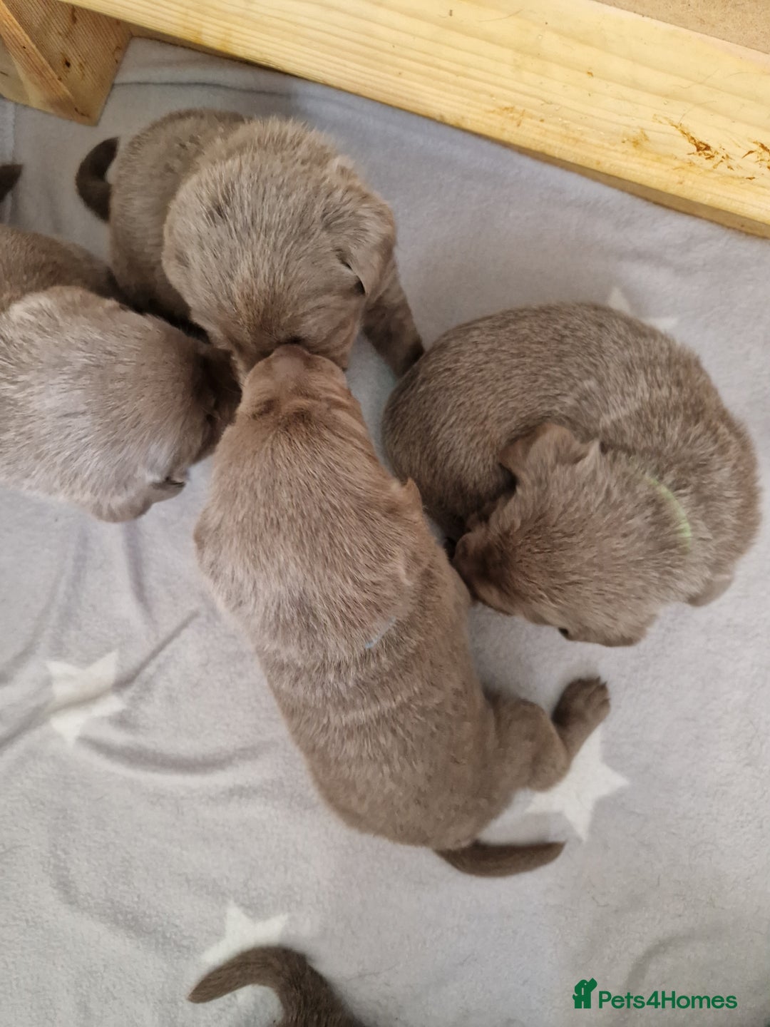 Labrador Retriever dogs for sale: !REDUCED! silver labrador's KC - Advert 29