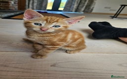 Mixed Breed cats for sale: 4 adorable kittens | ragdoll mix - Image 15
