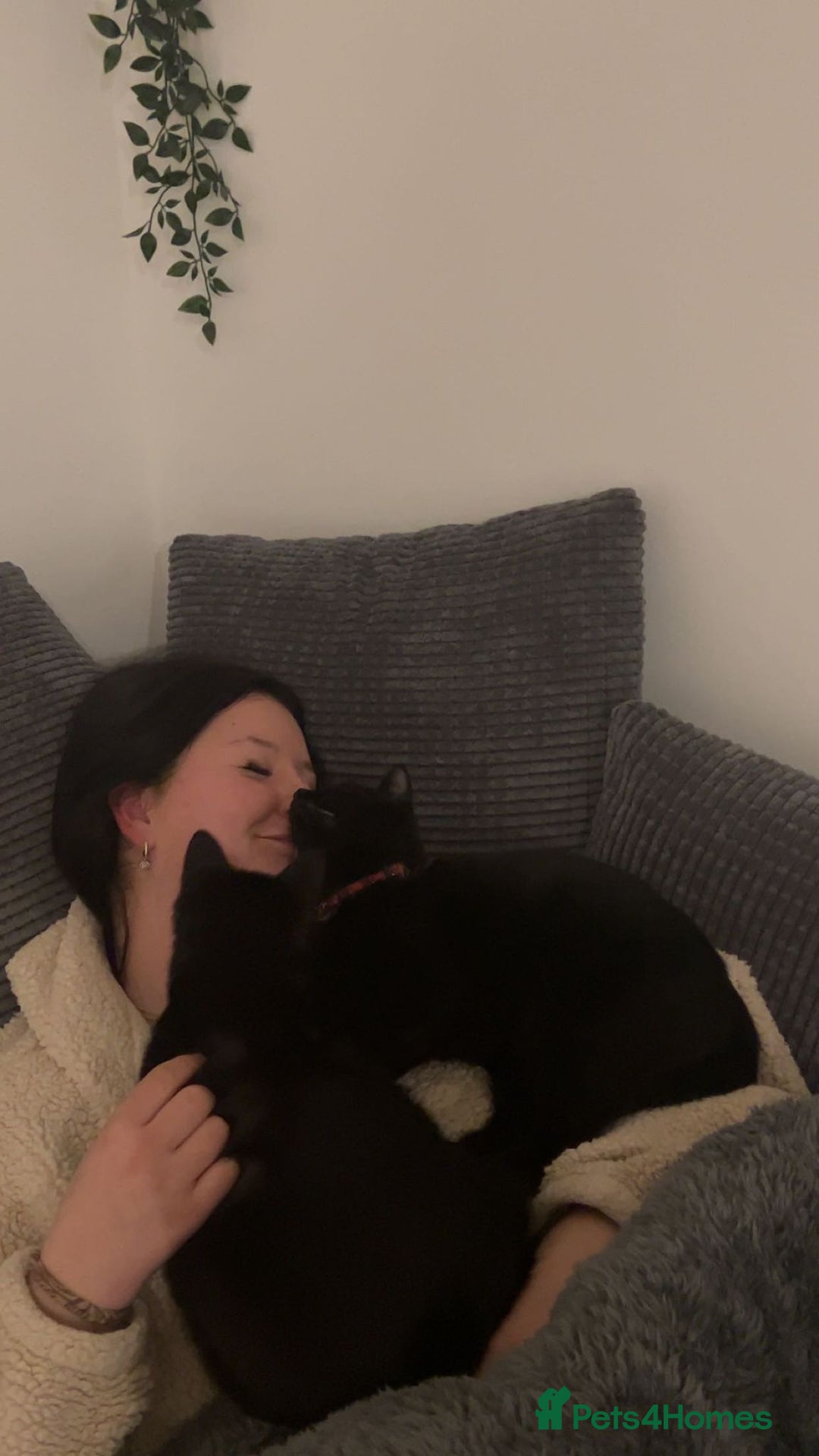 Bombay cats for sale: 2 female cats - Image 5