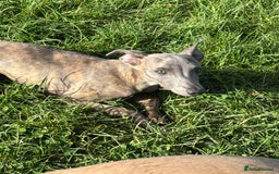Whippet dogs for sale: Loving Brindle KC Reg Whippet boy - Image 9