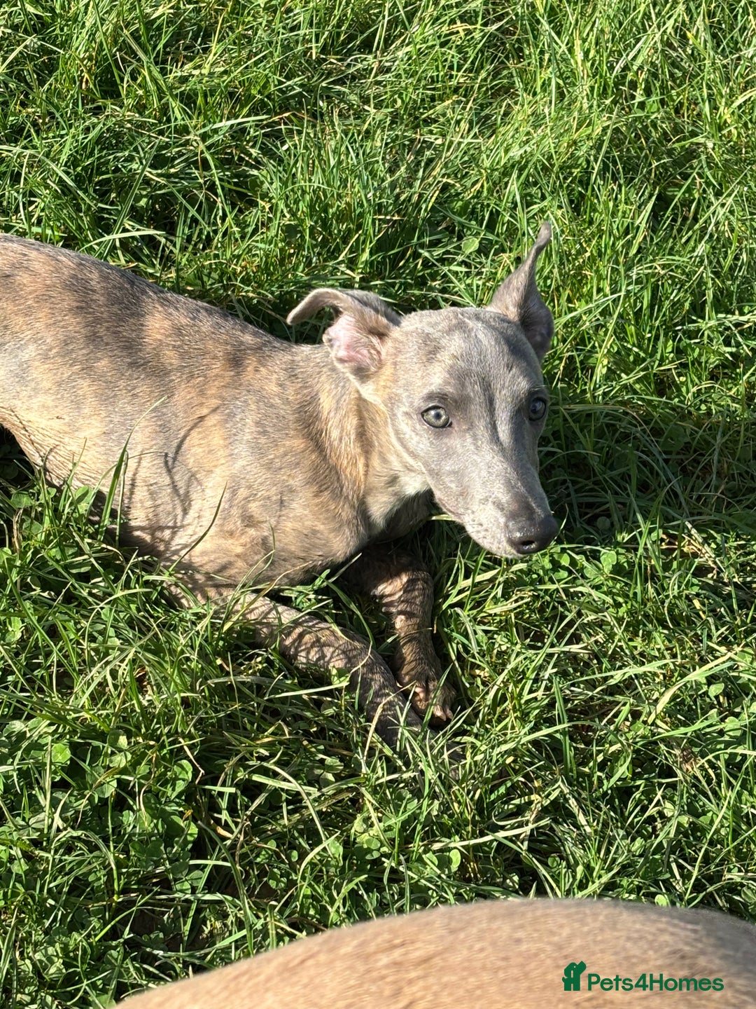 Whippet dogs for sale: Loving Brindle KC Reg Whippet boy - Image 9