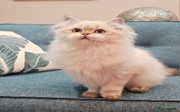 British Longhair cats for sale: Excellent Scottish straight Highland Kittens - Image 17