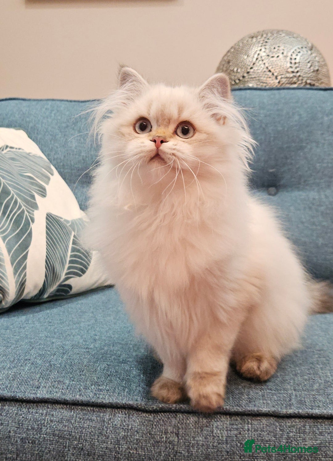 British Longhair cats for sale: Excellent Scottish straight Highland Kittens - Image 17