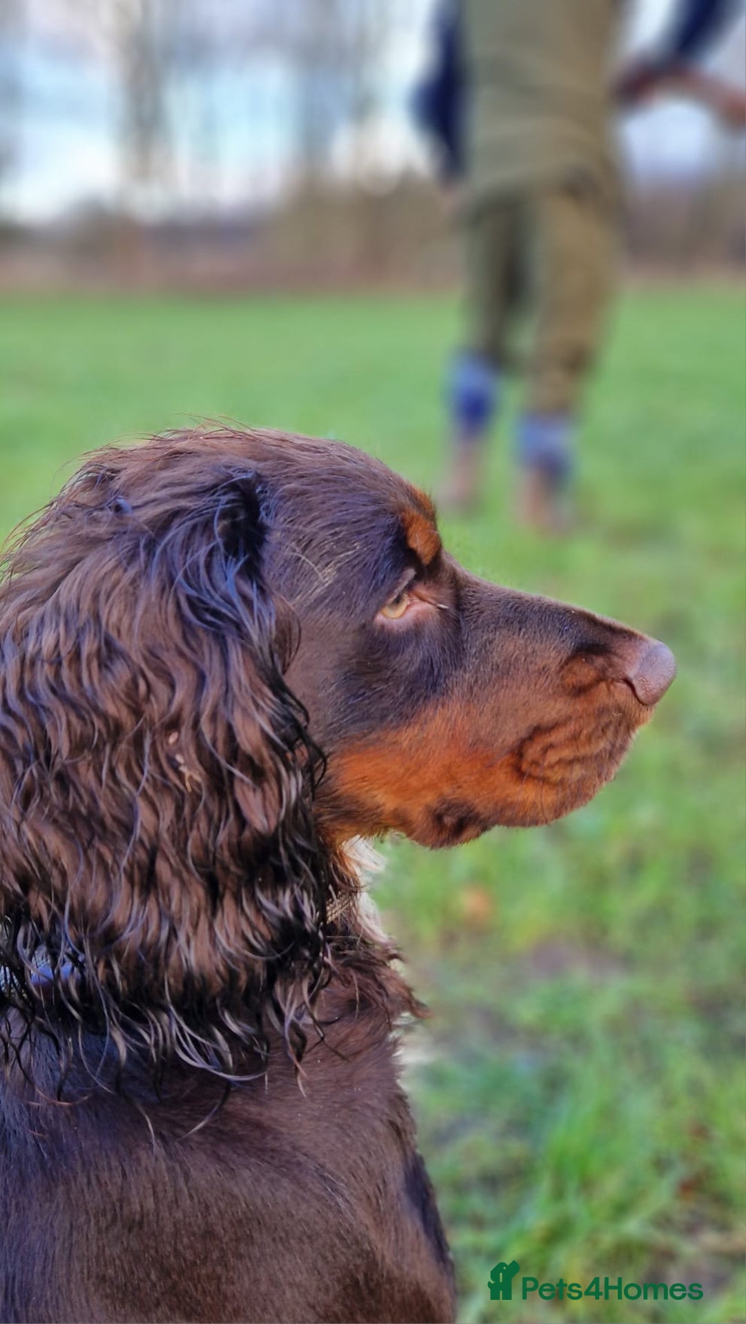 Mixed Breed dogs for sale: Working Cocker Spaniel X Hungarian Vizsla - Advert 2