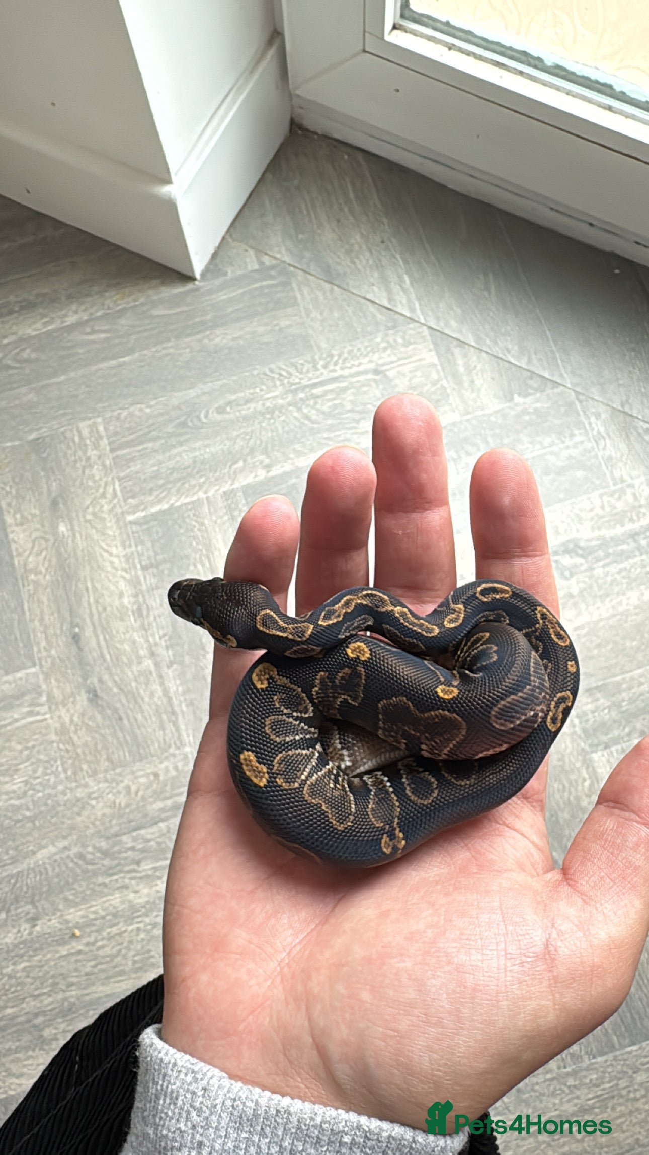 Python Snake reptiles Ball python snake - Advert 1