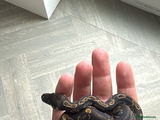 Python Snake reptiles Ball python snake - Advert 5