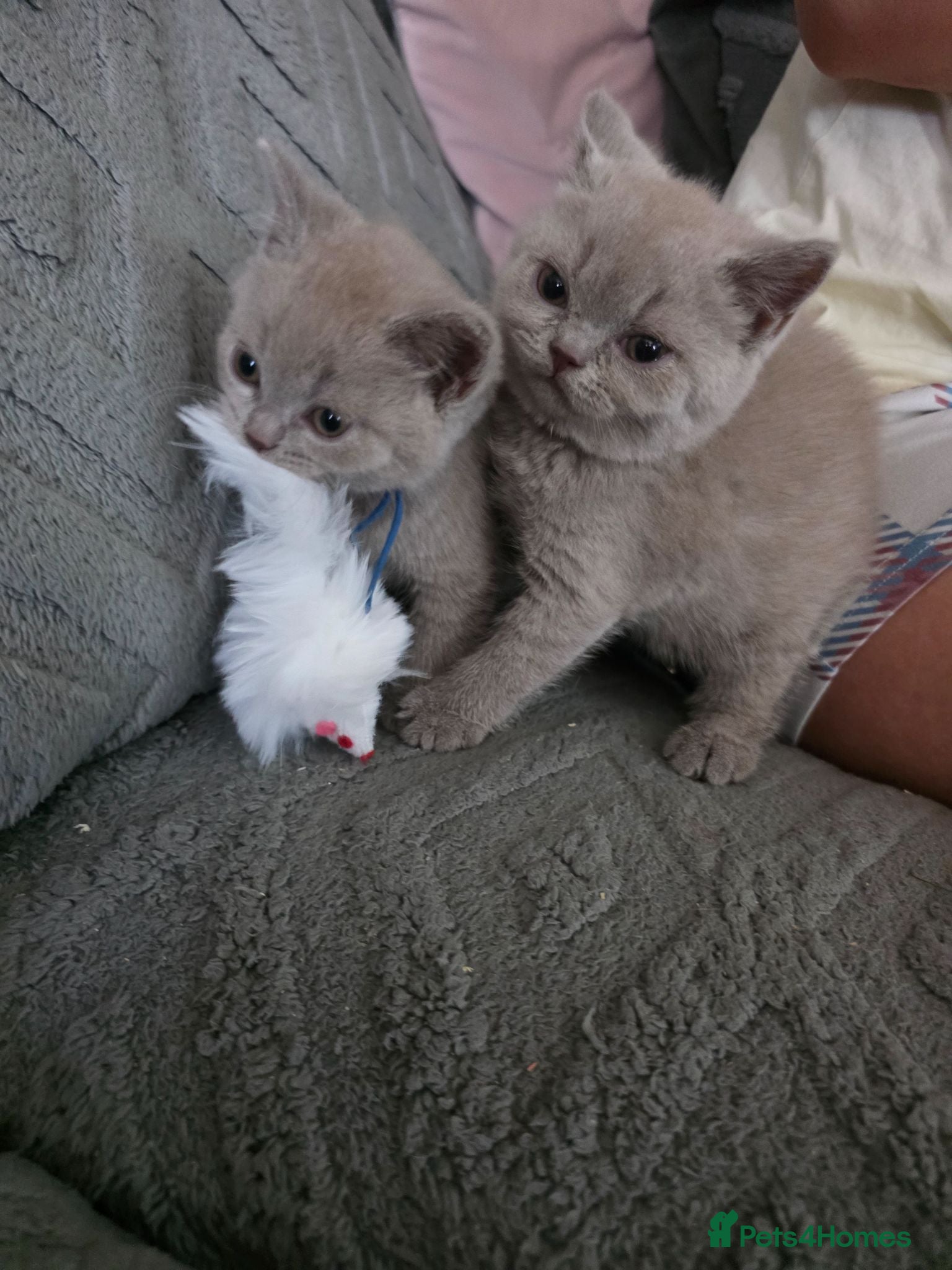 British Shorthair cats BSH kittens ready now 3 lilac 3 blue male &females - Advert 1