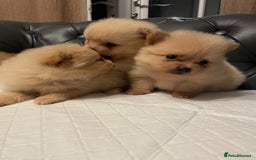 Pomeranian dogs for sale: Beautiful 🤩 Pomarenian puppies  - Image 4