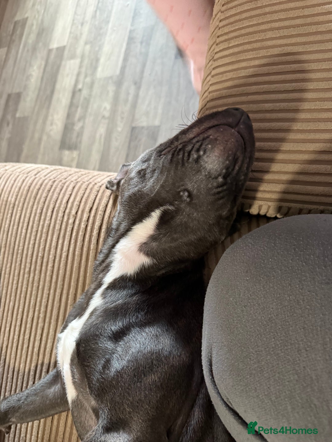 Staffordshire Bull Terrier dogs for sale: Stanley, 7 month old Blue Staffy - Advert 6