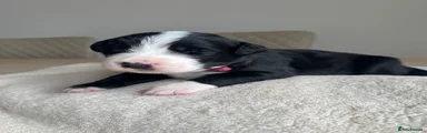 Mixed Breed 4