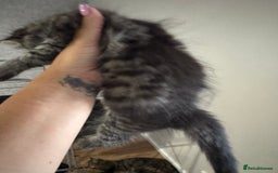 Mixed Breed cats for sale: 2 kittens looking for their forever homes - Image 4