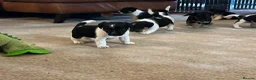 Jack Russell dogs for sale: Beautiful litter of Jack Russel puppies  in Milnthorpe - Advert 31