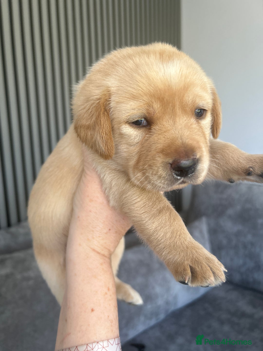 Labrador Retriever dogs for sale: Beautiful Labrador Puppies  - Image 22