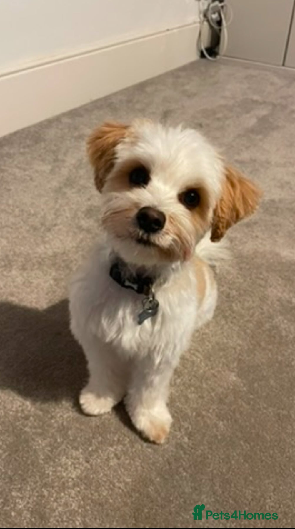 Biewer Terrier dogs Gold dust biewer terrier for stud  in Weymouth - Advert 1